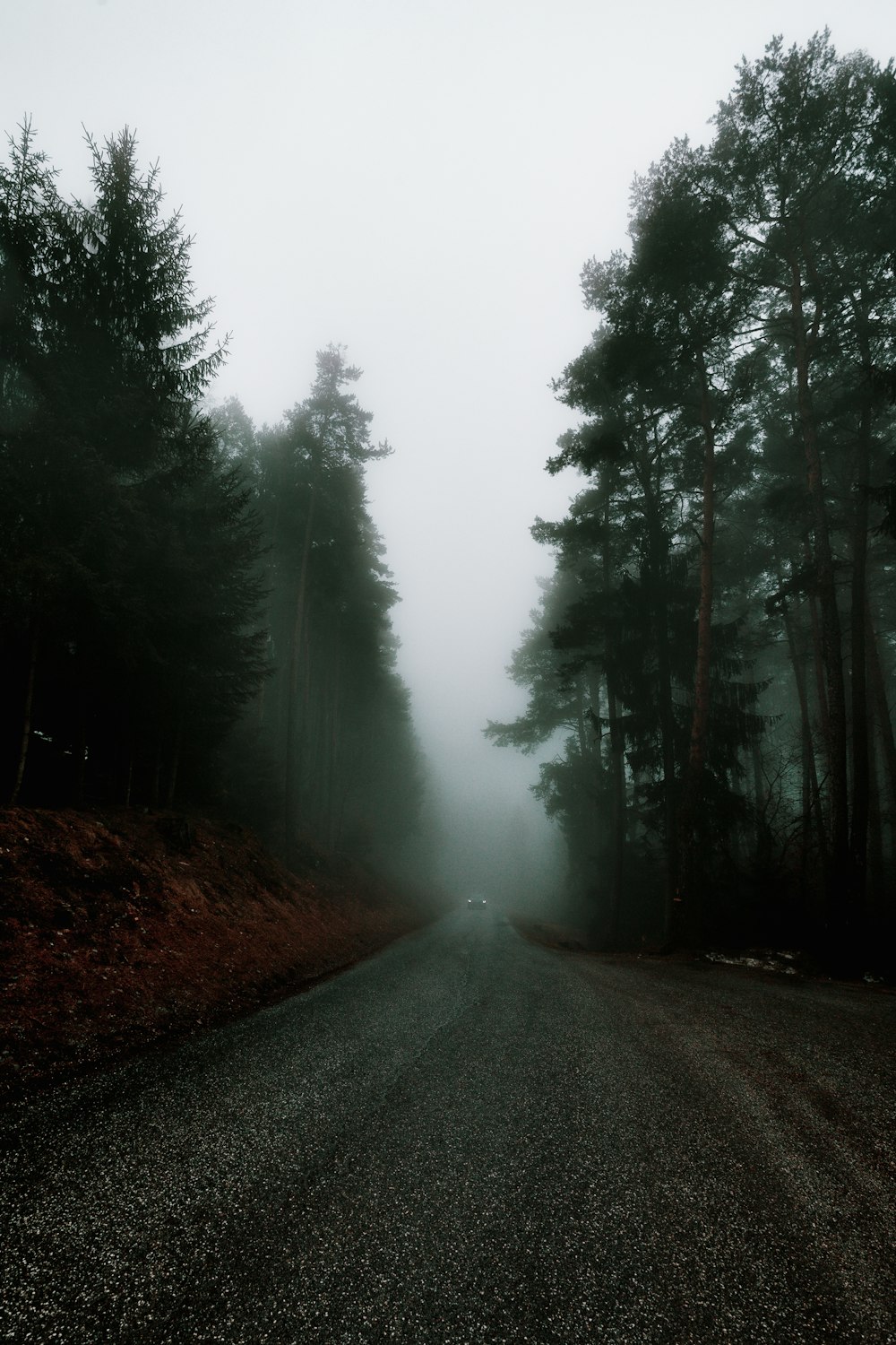 a foggy road in the middle of a forest