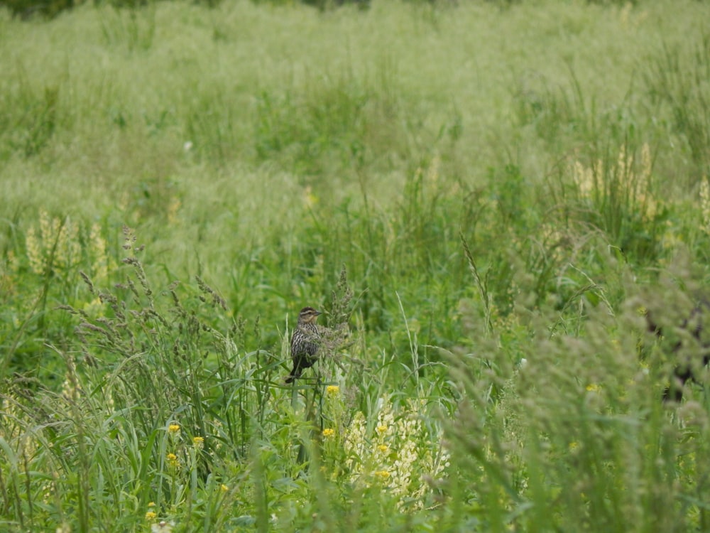 a bird is standing in the tall grass