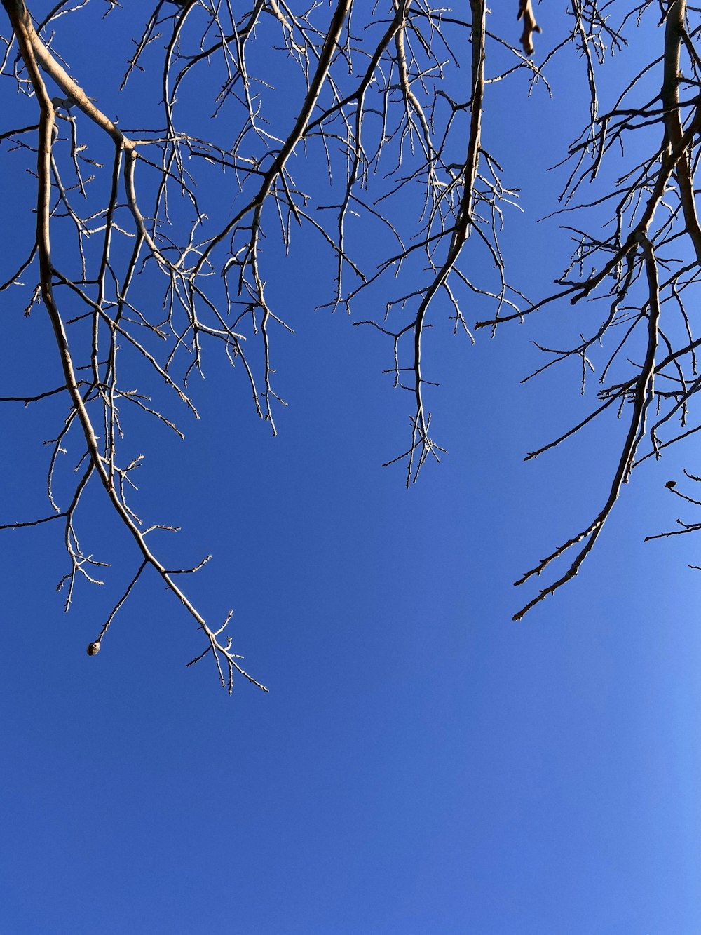 a clear blue sky is seen through the branches of a tree