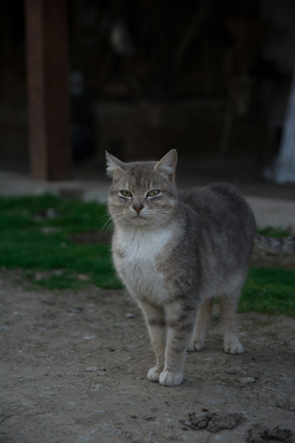 a gray and white cat standing on top of a dirt field