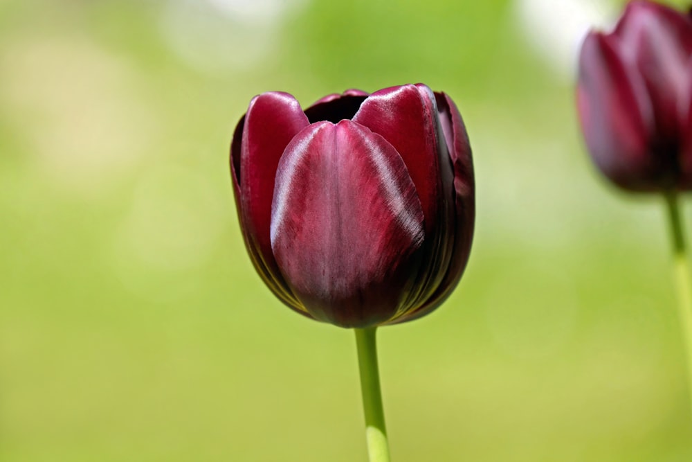 a close up of a red flower with a blurry background