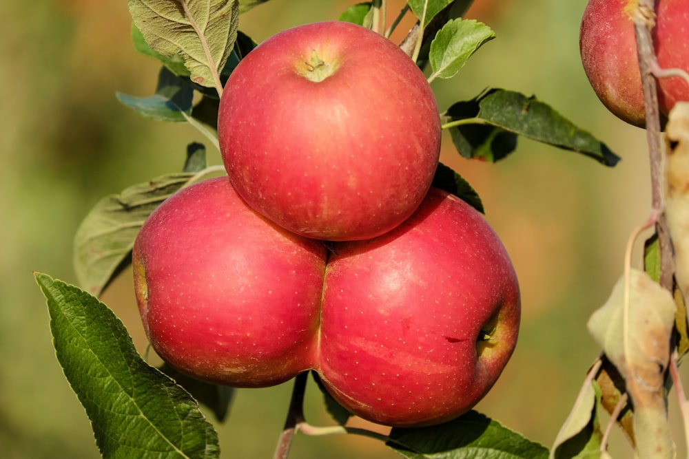 a group of red apples hanging from a tree