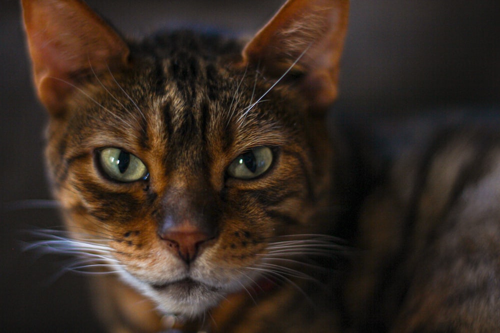 a close up of a cat with green eyes