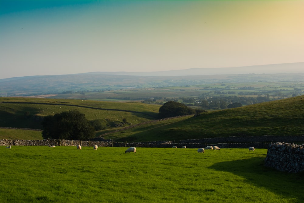 a herd of sheep grazing on a lush green hillside