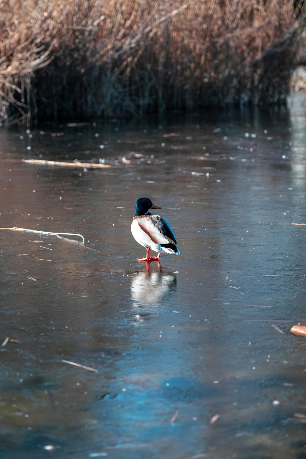 a small bird standing on a frozen pond