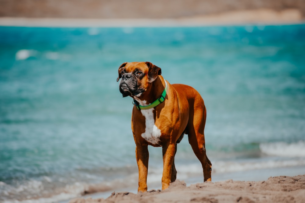 a brown and white dog standing on top of a sandy beach