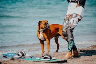 A brown dog stands attentively on sandy beach alongside a person dressed in colorful, patterned clothing. A kiteboard is placed on the sand with the ocean in the background.
