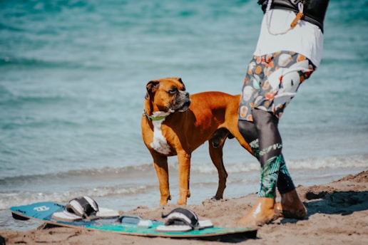 A brown dog stands attentively on sandy beach alongside a person dressed in colorful, patterned clothing. A kiteboard is placed on the sand with the ocean in the background.