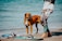 A brown dog stands attentively on sandy beach alongside a person dressed in colorful, patterned clothing. A kiteboard is placed on the sand with the ocean in the background.
