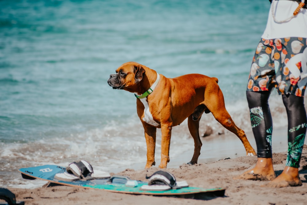 a dog standing on a beach next to a surfboard