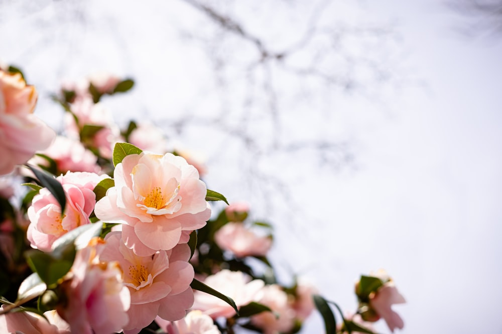 a bunch of pink flowers are blooming on a tree