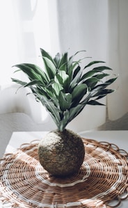 a potted plant sitting on top of a table