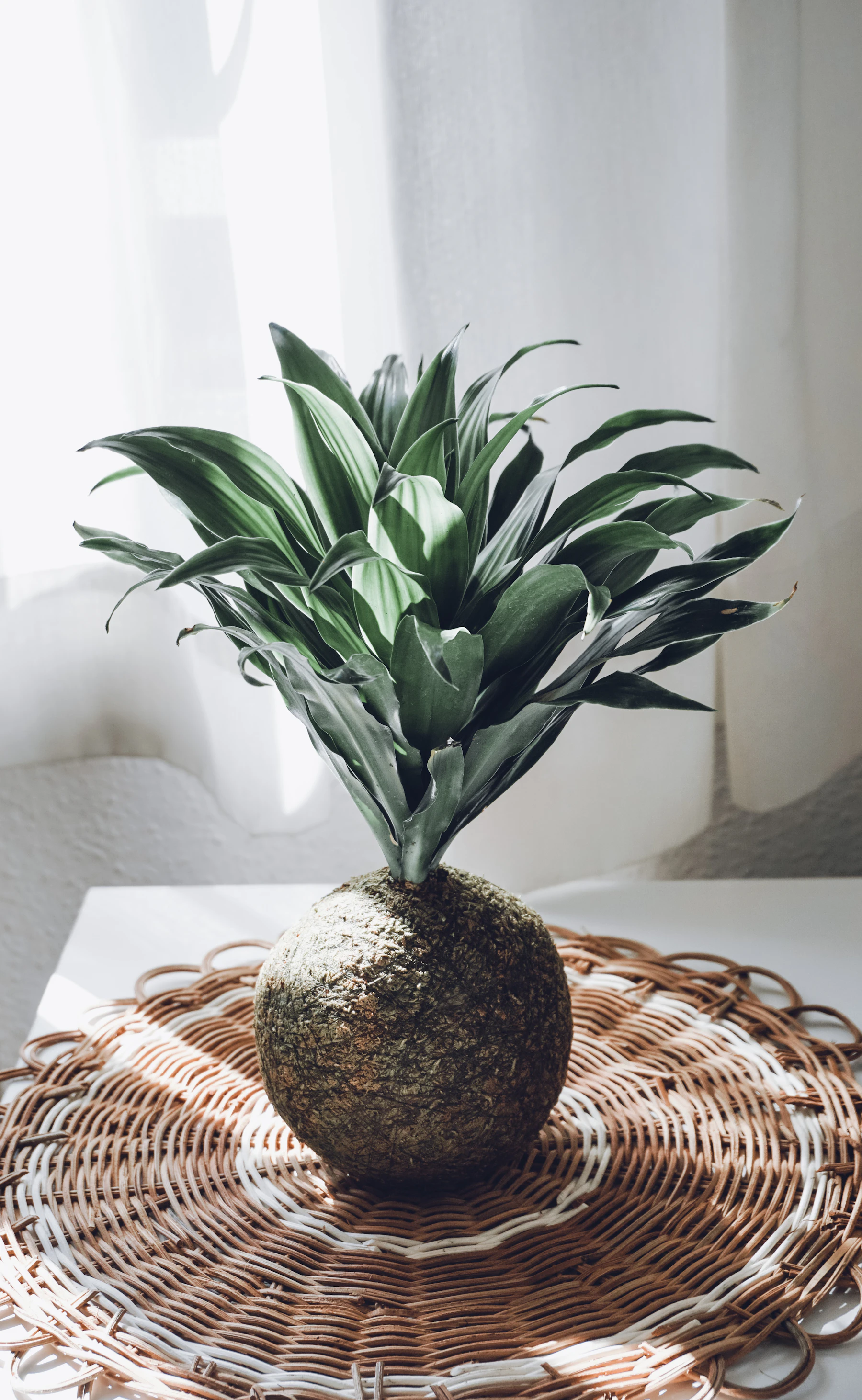 A dracaena growing from a moss-covered ball of soil, sitting on a woven mat beside a curtained window