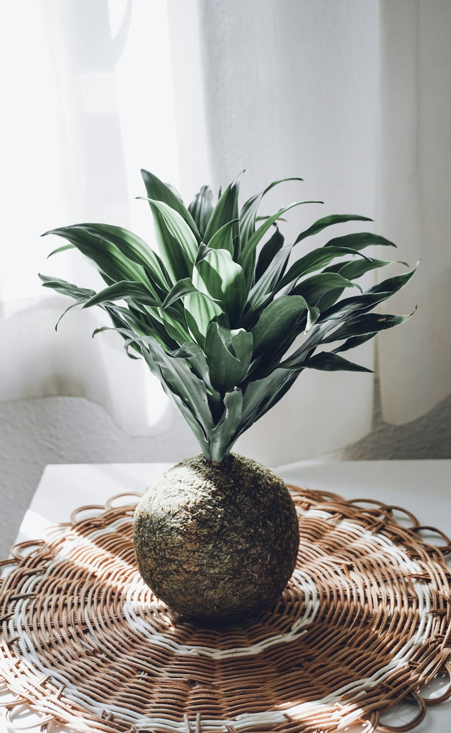 Kokedama Lá Kiếm Nhỏ