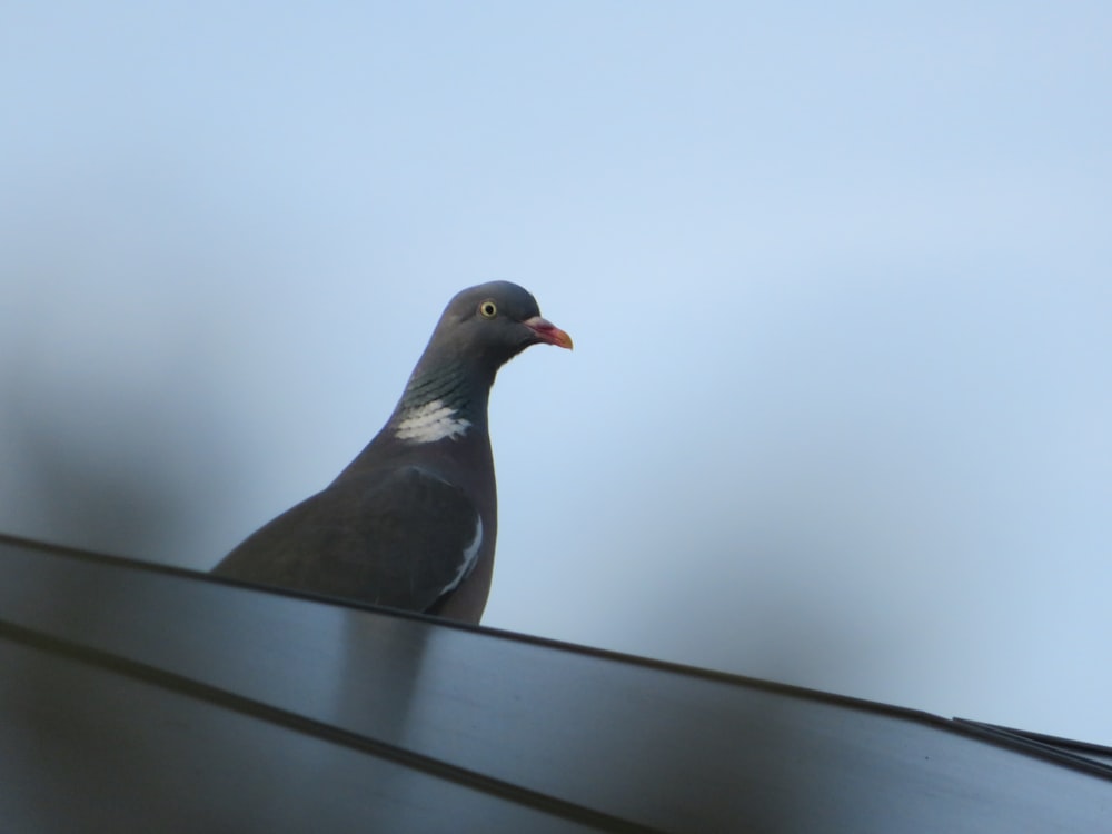 un pigeon assis sur un toit
