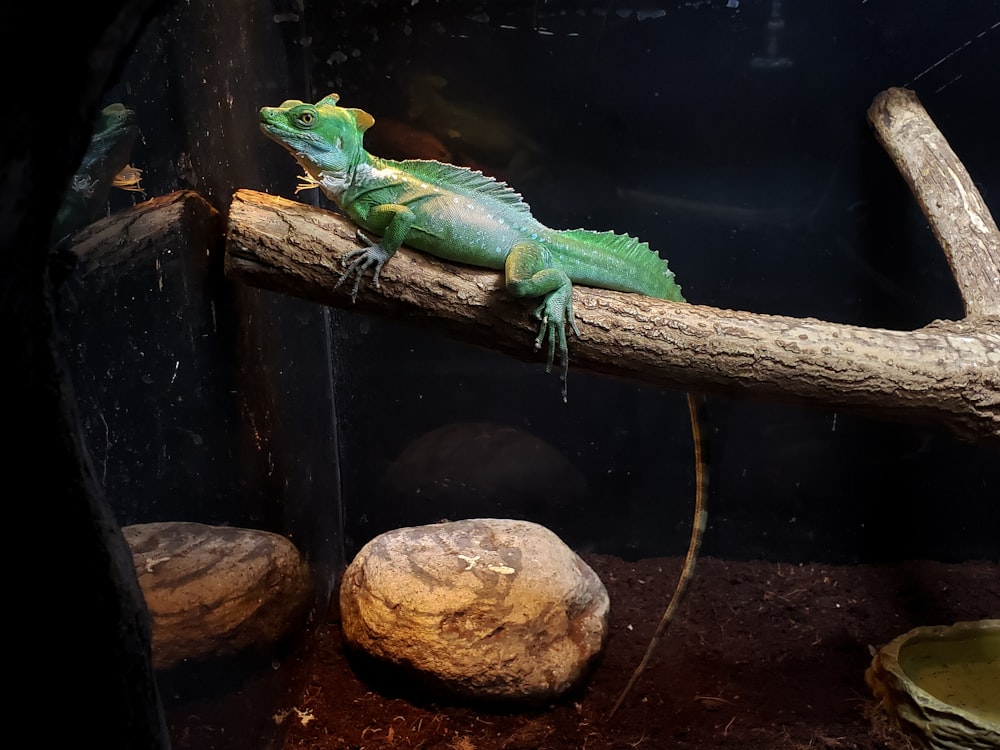 Un lézard vert est assis sur une branche