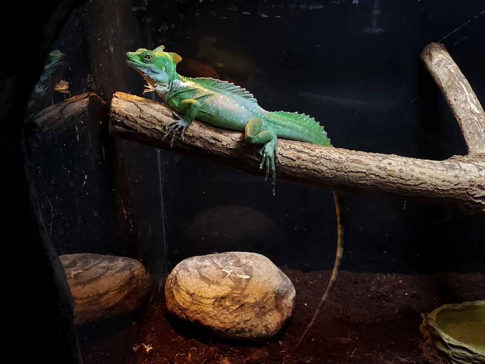 um lagarto verde está sentado em um galho