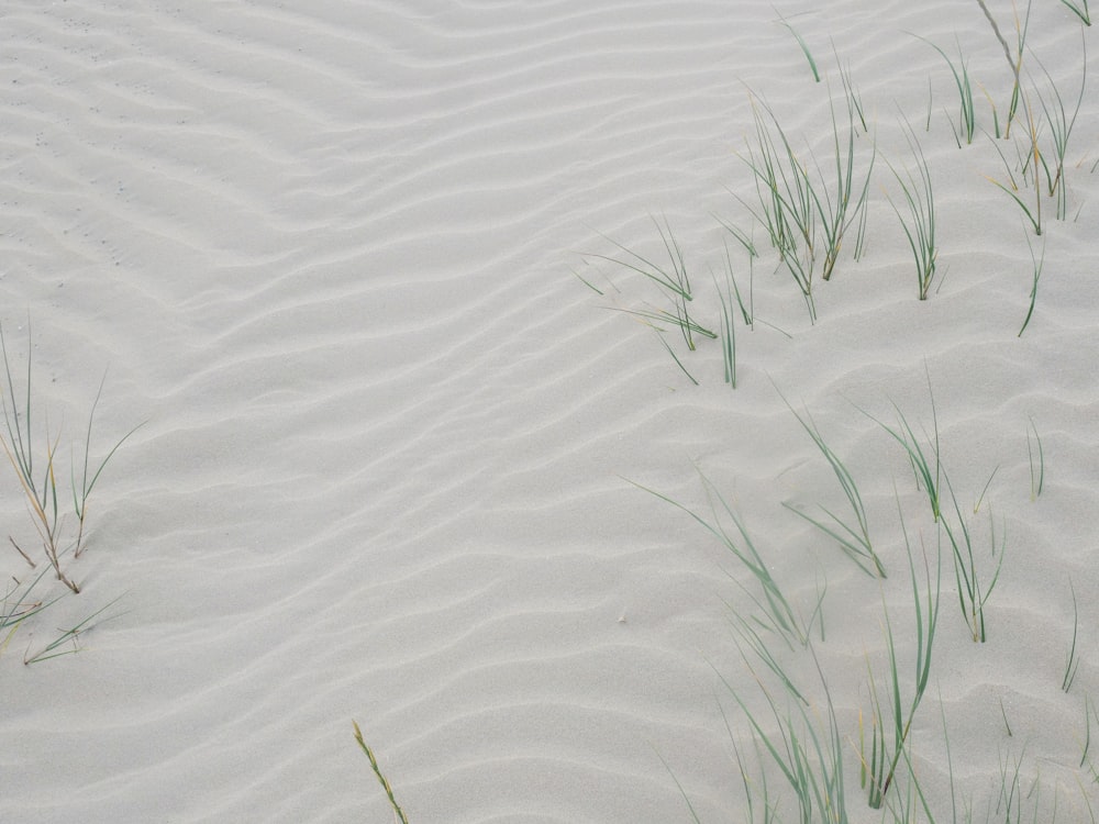 grass growing in the sand on a beach