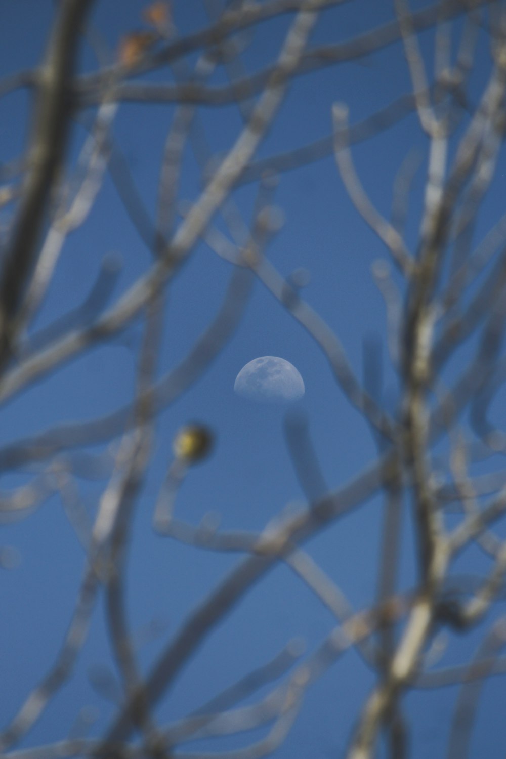 a lua é vista através dos galhos de uma árvore