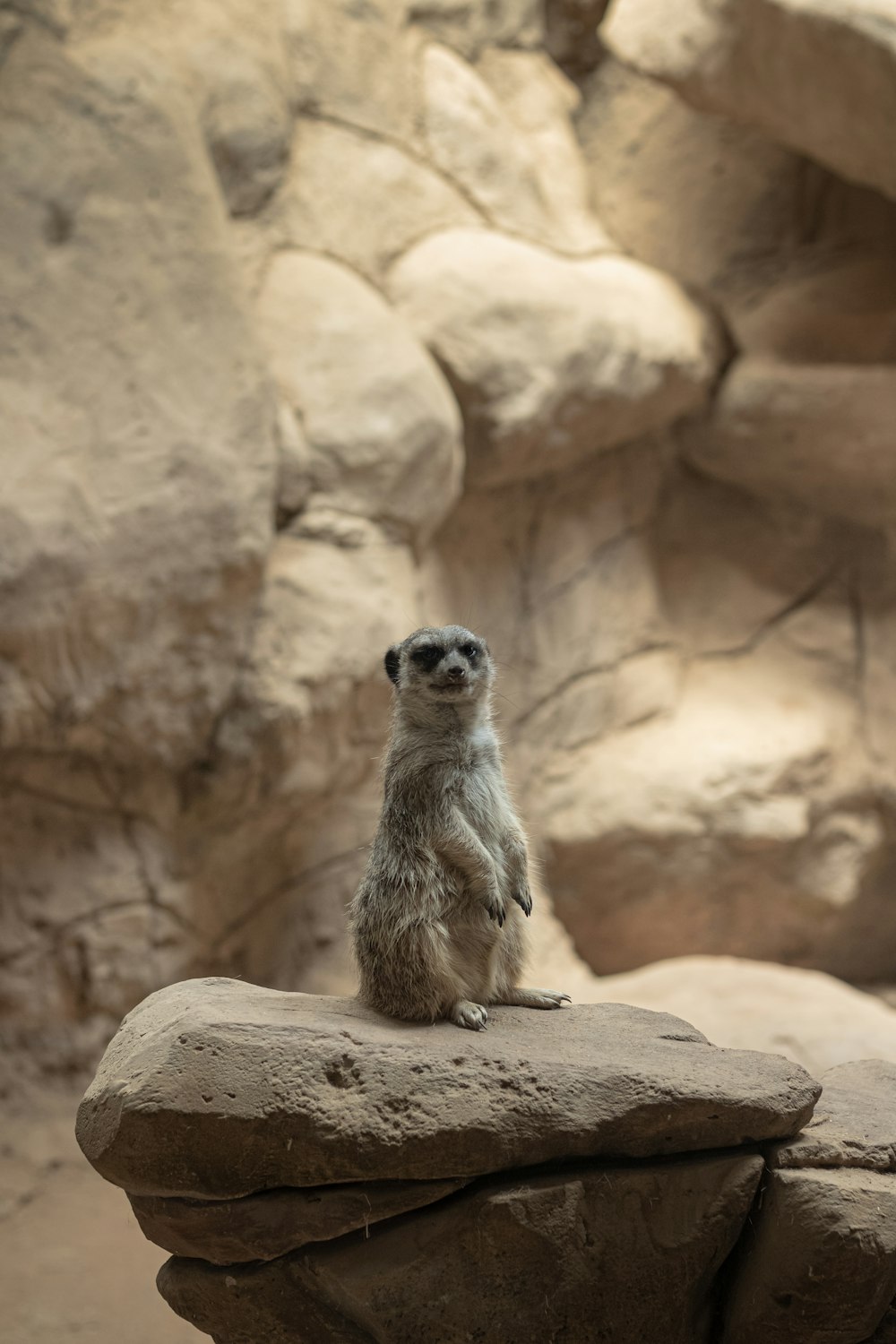 a meerkat sitting on a rock in a zoo