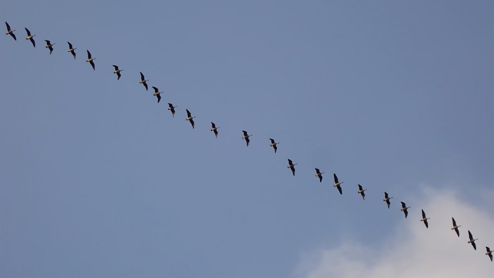 a long line of birds flying in the sky