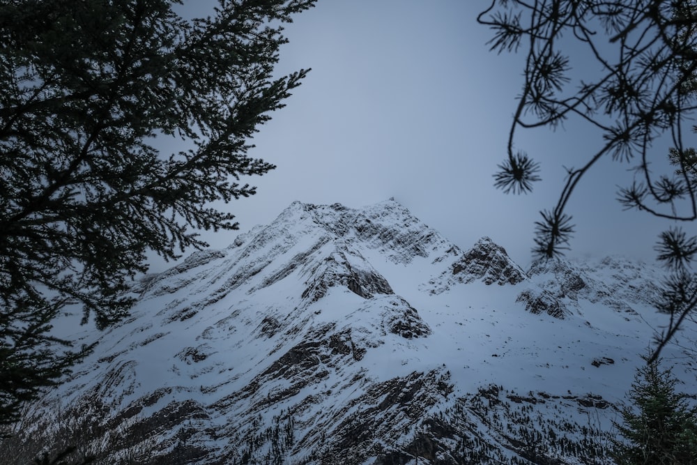 a snow covered mountain with pine trees in the foreground