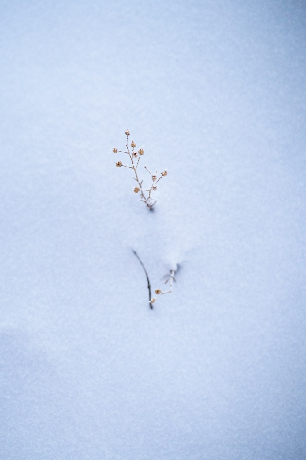 Una pequeña planta brota de la nieve