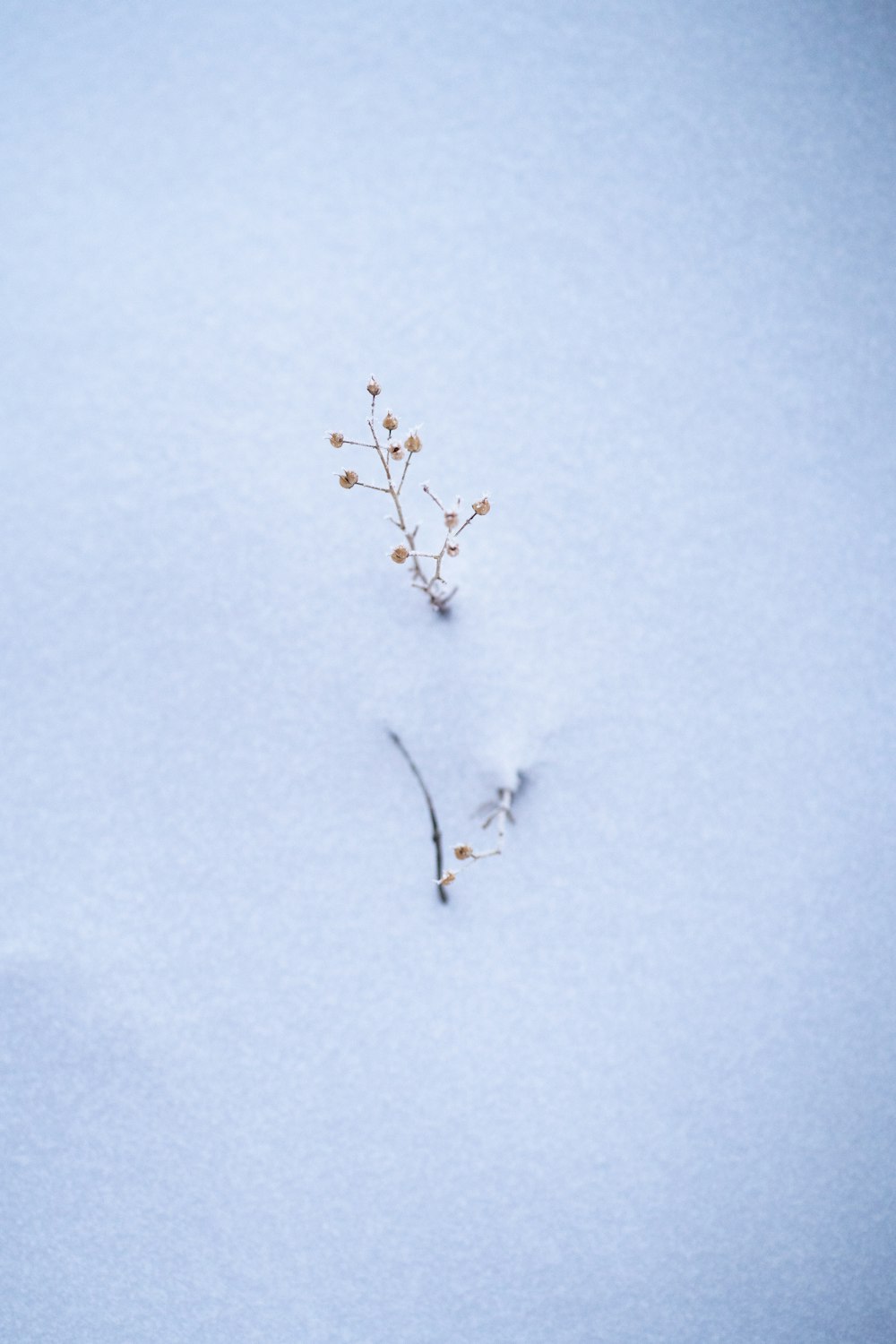 a small plant sprouts out of the snow