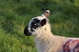 A young lamb with curly white wool is in profile against a backdrop of lush green grass. The lamb has distinctive black markings on its face and ears, and there are hints of a red mark or patch on its body.