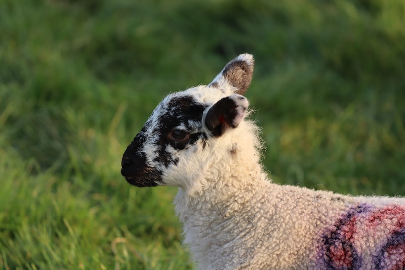 A young lamb with curly white wool is in profile against a backdrop of lush green grass. The lamb has distinctive black markings on its face and ears, and there are hints of a red mark or patch on its body.