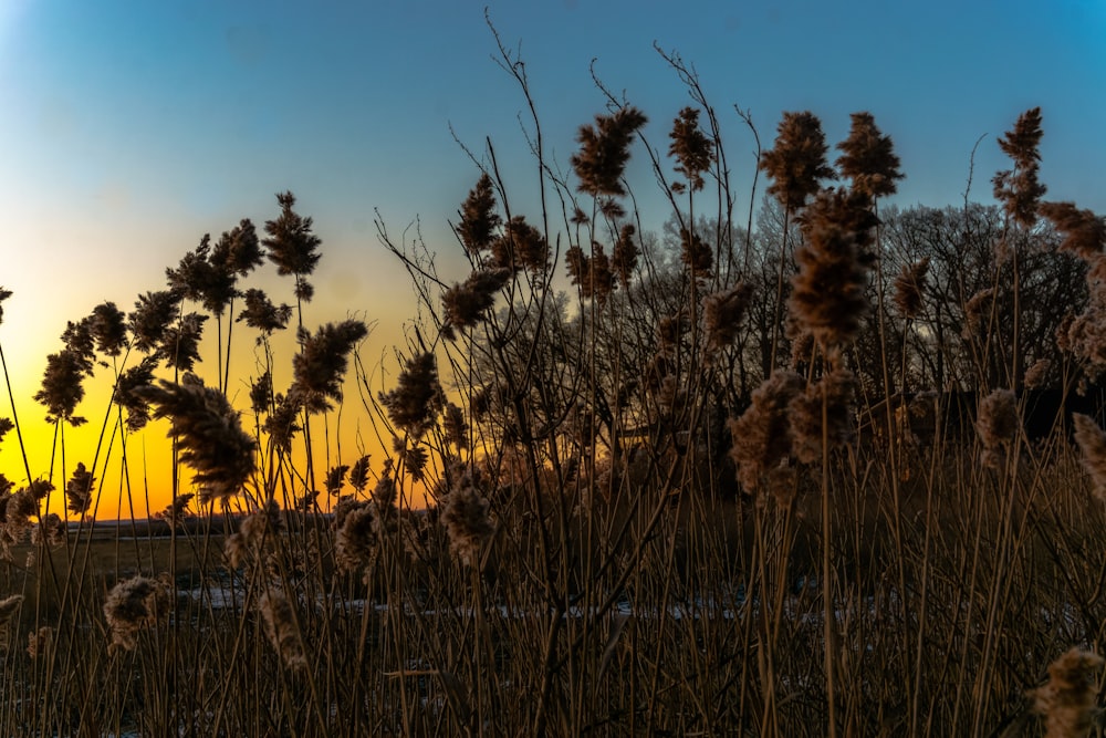 the sun is setting behind some tall grass