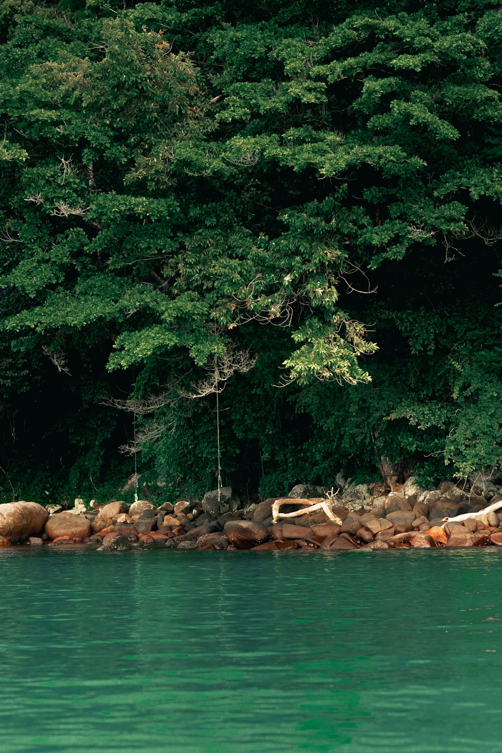 a body of water surrounded by trees and rocks