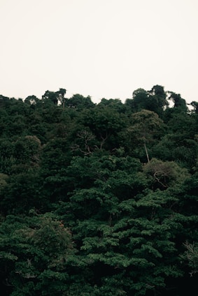 a large group of trees in the middle of a forest