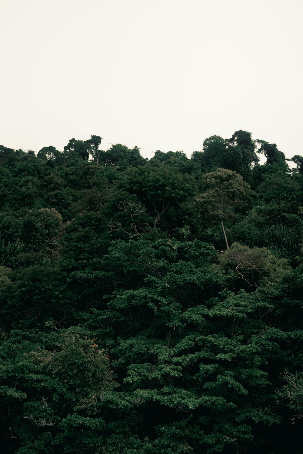 Un gran grupo de árboles en medio de un bosque