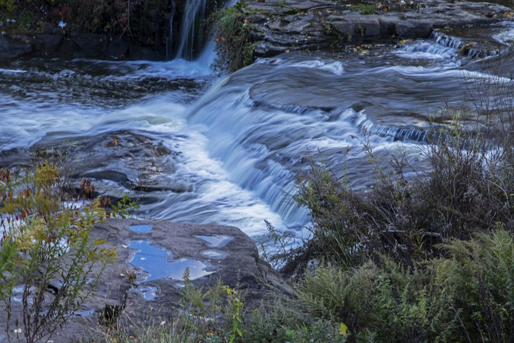 Una corriente de agua que corre a través de un exuberante bosque verde