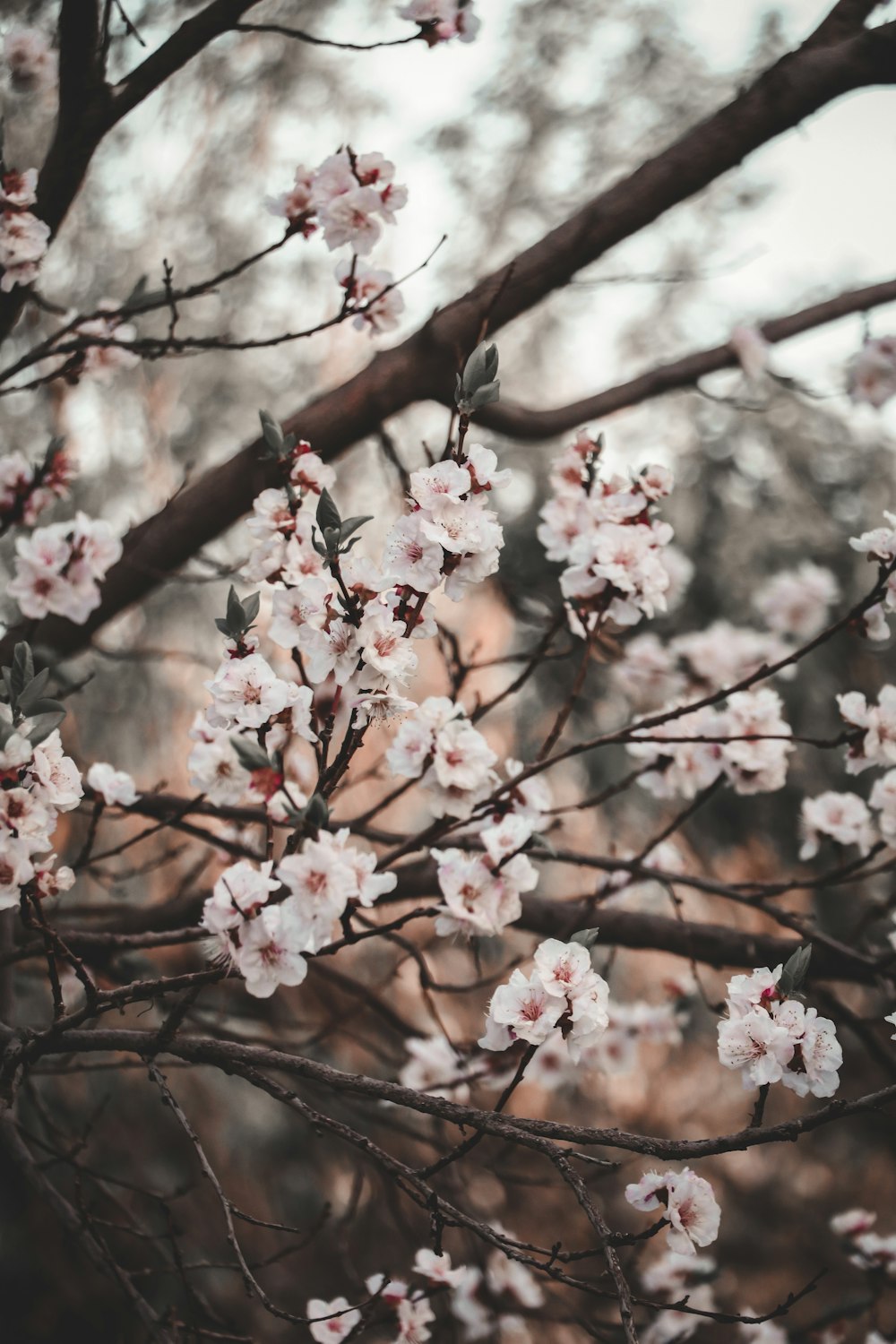 a close up of a tree with white flowers