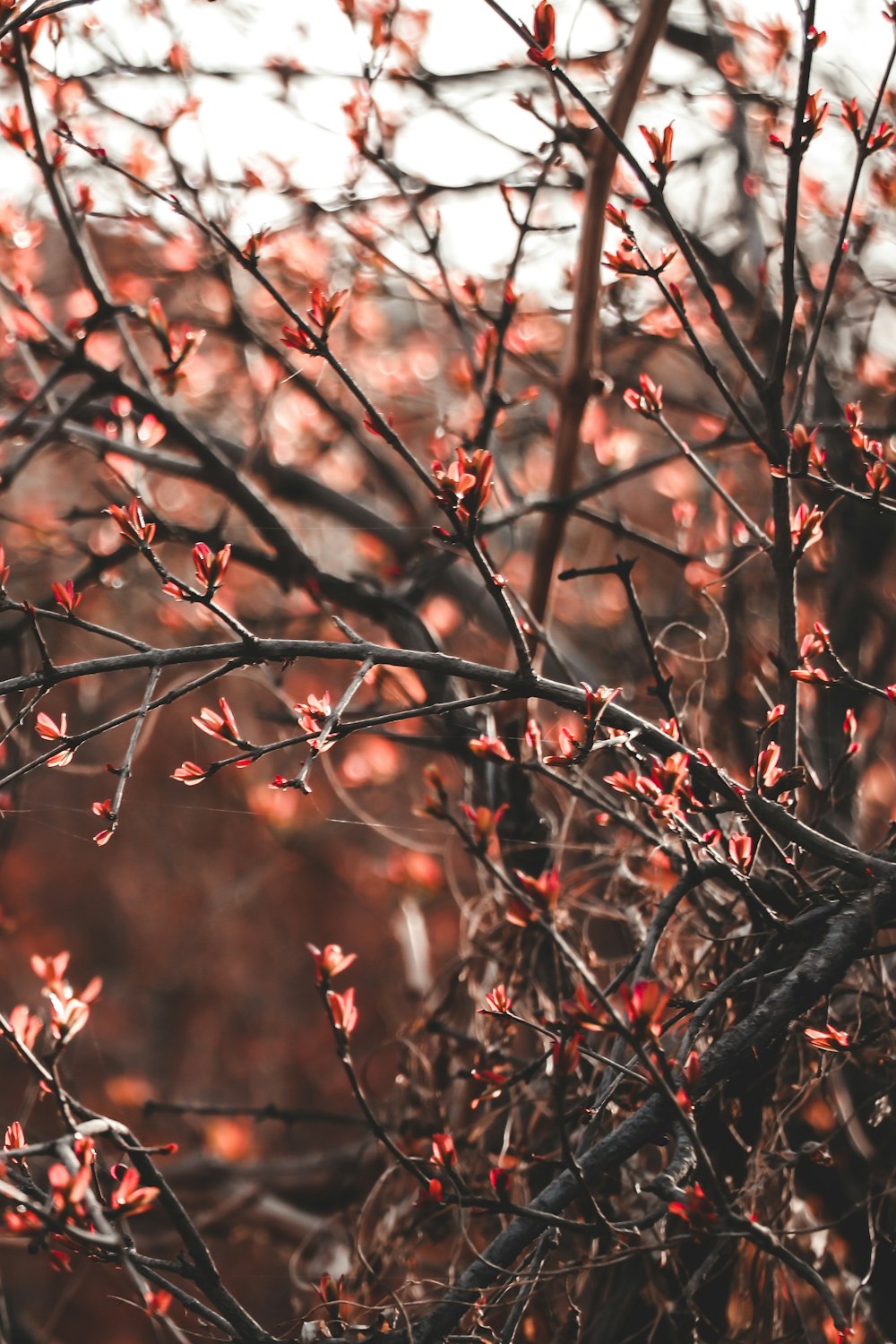 a close up of a tree with red flowers