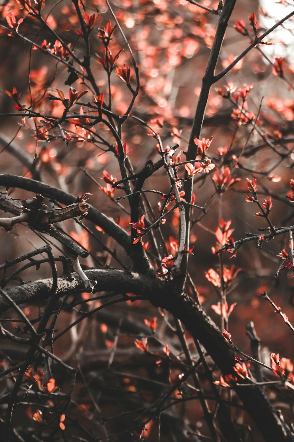 a tree with red flowers in the fall