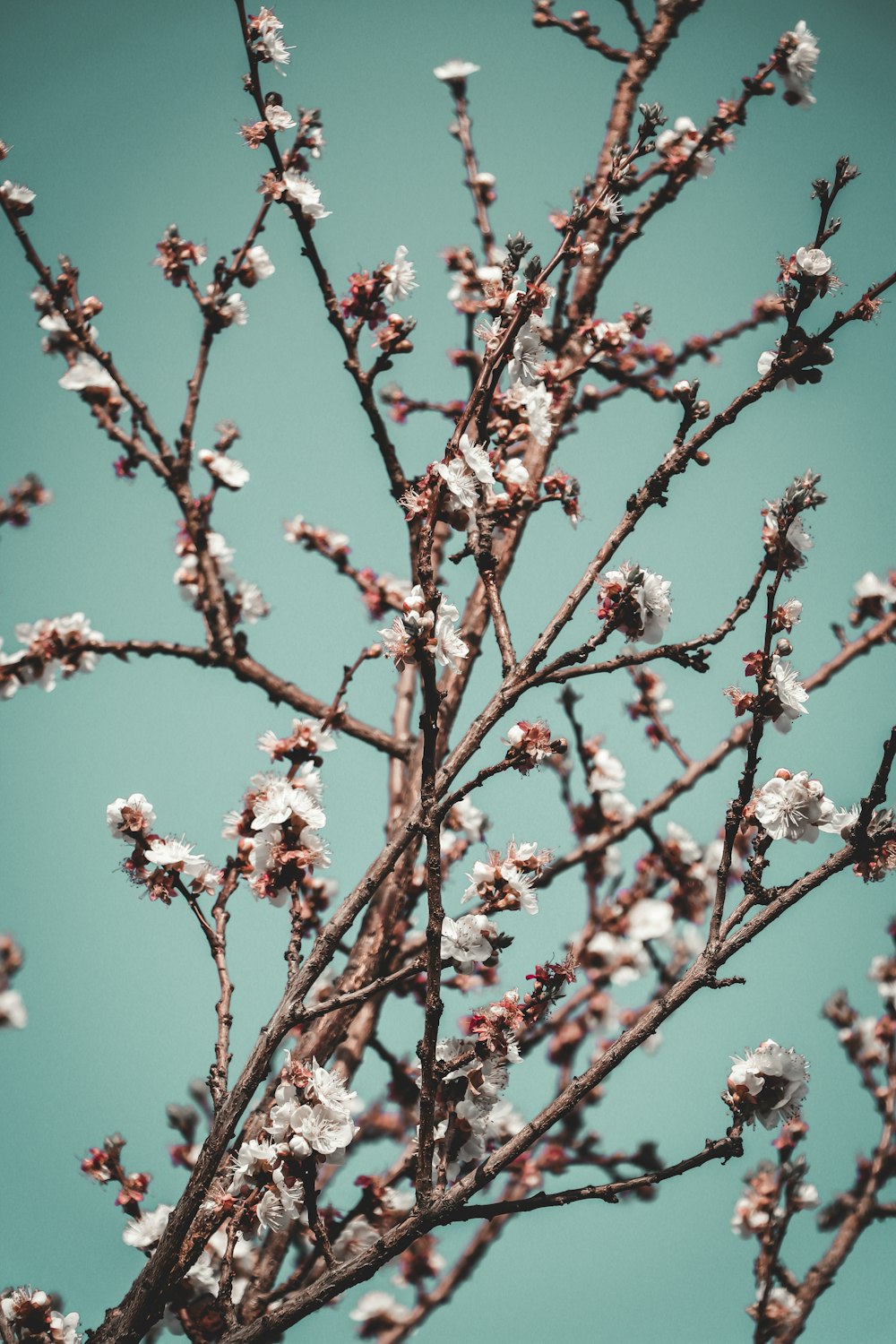 a close up of a tree with white flowers