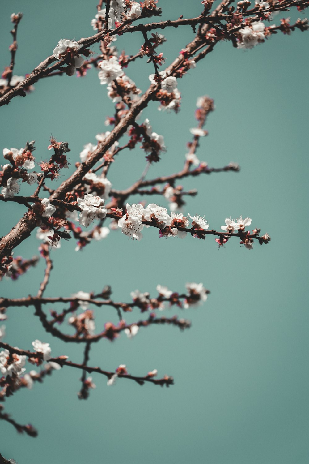 Un primo piano di un albero con fiori bianchi