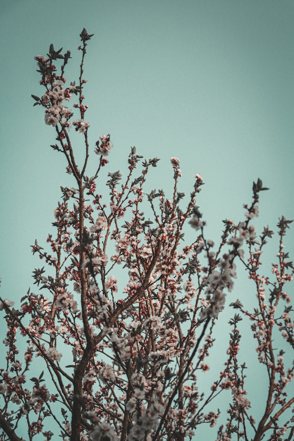 青空を背景にした花の咲く木の枝