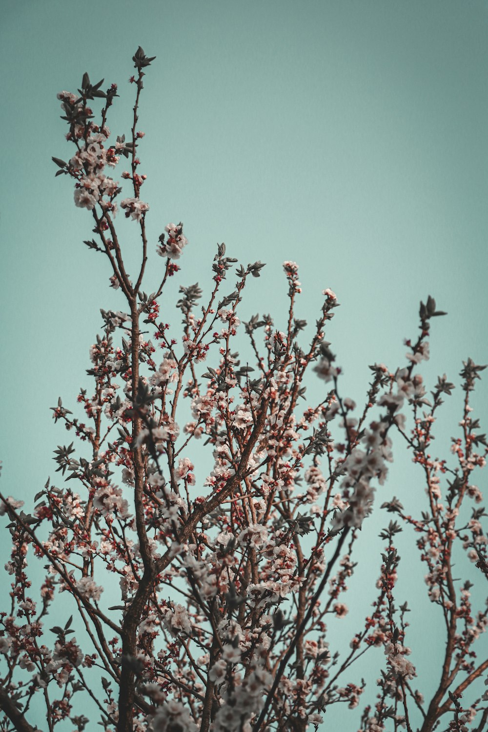 the branches of a flowering tree against a blue sky