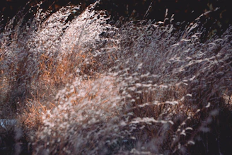 A gentle breeze moving through tall grass, captured in warm beige and sage green tones.