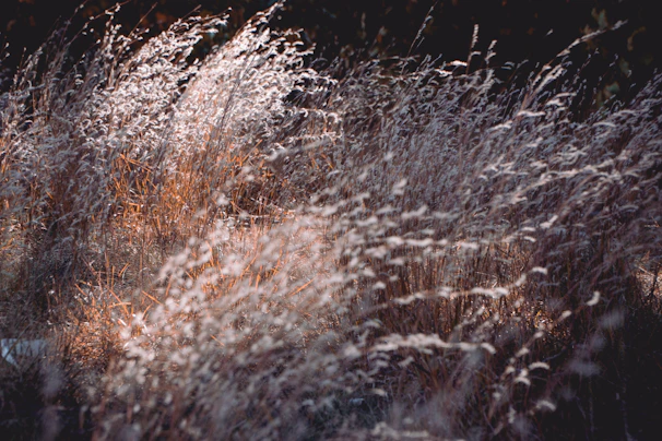 A gentle breeze moving through tall grass, captured in warm beige and sage green tones.