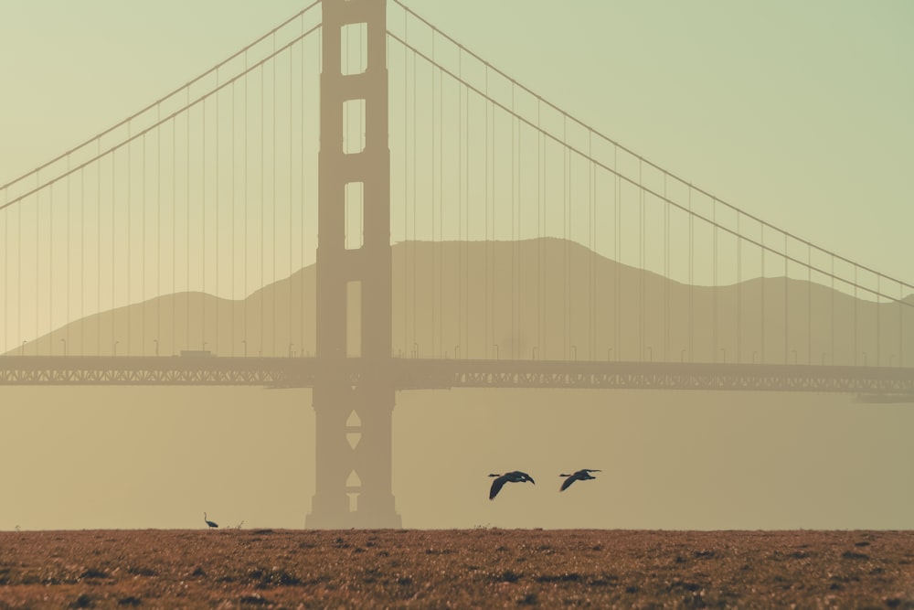 a couple of birds flying in front of the golden gate bridge