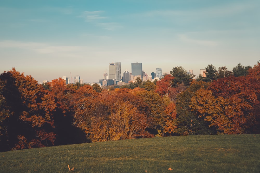 a view of a city in the distance with trees in the foreground