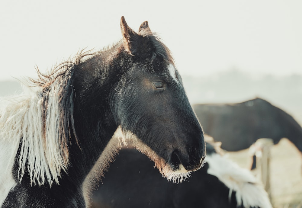 a close up of a horse with other horses in the background