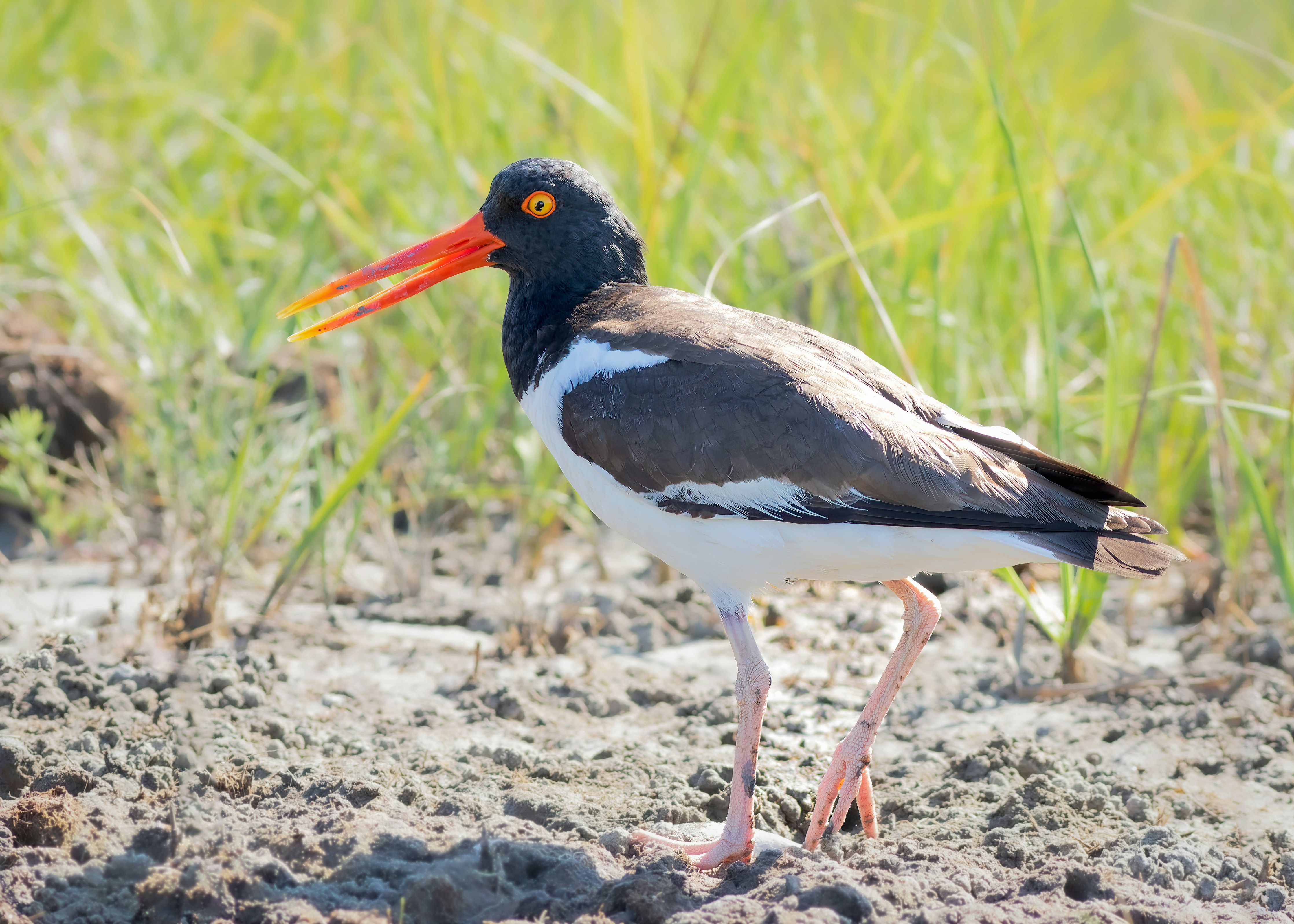 a black and white bird with an orange beak