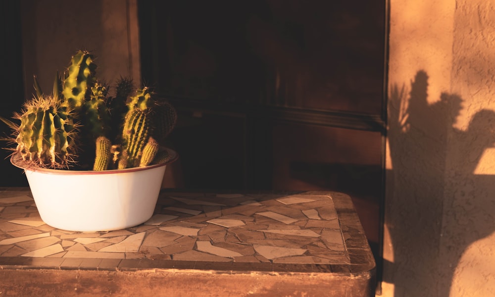 un cactus in vaso seduto su un tavolo di pietra
