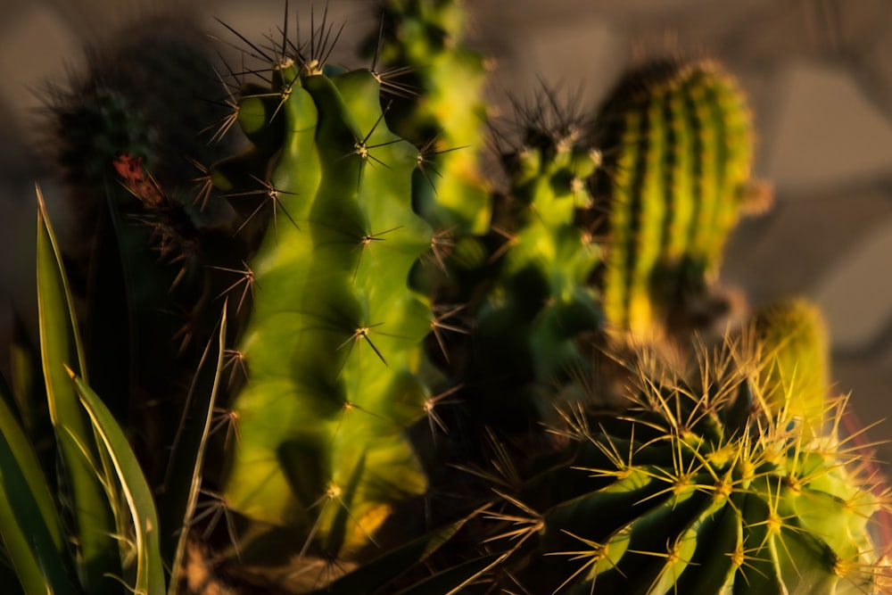 a close up of a cactus in a pot